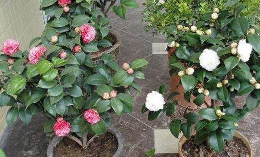 茶花喜肥吗？喜欢施什么肥料来促进生长？
