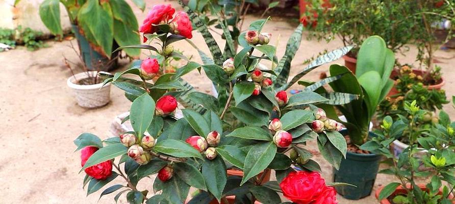 茶花喜光吗？喜阴还是喜欢阳光？