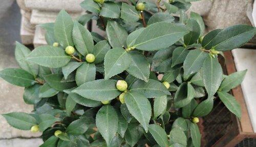 茶花喜光吗？喜阴还是喜欢阳光？