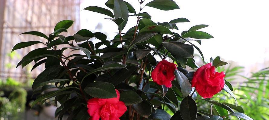 茶花喜光吗？喜阴还是喜欢阳光？