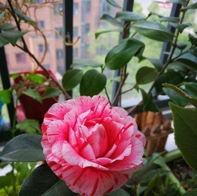 茶花喜欢太阳吗？光照需求与种植技巧解析？