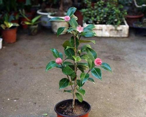 茶花喜欢太阳吗？光照需求与种植技巧解析？