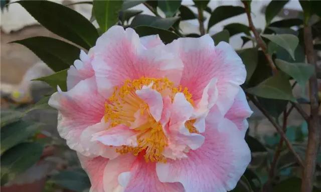 茶花喜欢太阳吗？光照需求与种植技巧解析？