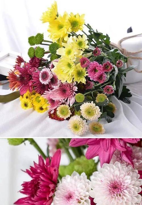 白色雏菊花语是什么？如何用白色雏菊表达情感？