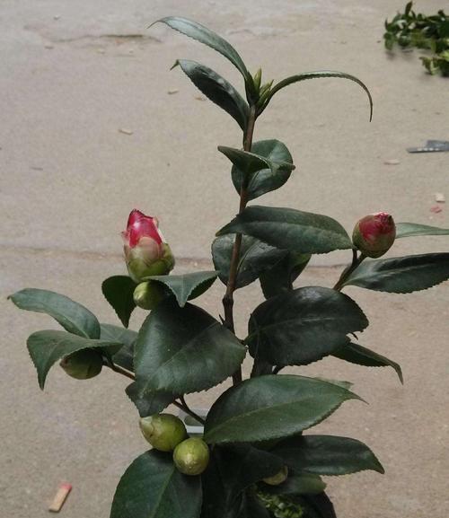 茶花喜欢阳光吗？如何正确为茶花提供光照？