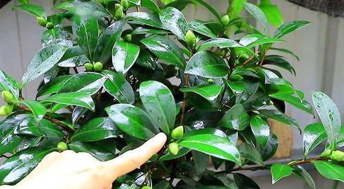 茶花喜水还是喜旱？如何正确浇水以促进生长？