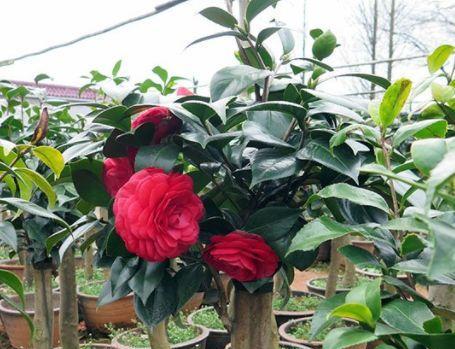 茶花喜水还是喜旱？如何正确浇水以促进生长？