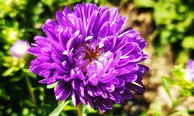 白色翠菊的花语有哪些含义？