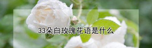 白色的玫瑰花花语是什么？如何表达纯洁的爱意？