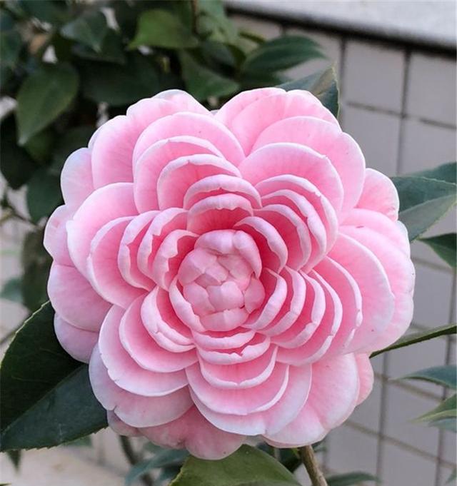 茶花喜水吗？茶花是喜水植物吗？