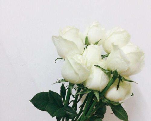 白色的玫瑰花花语是什么？如何表达纯洁的爱意？
