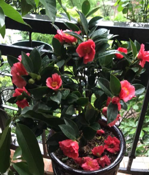 茶花喜阳还是喜阴？适合散射光照吗？如何避免高温影响？