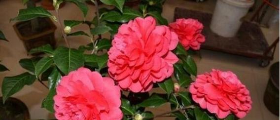 茶花喜阳还是喜阴？适合散射光照吗？如何避免高温影响？