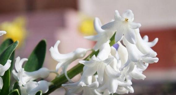 白色风信子的花语是什么？白色风信子代表的含义有哪些？