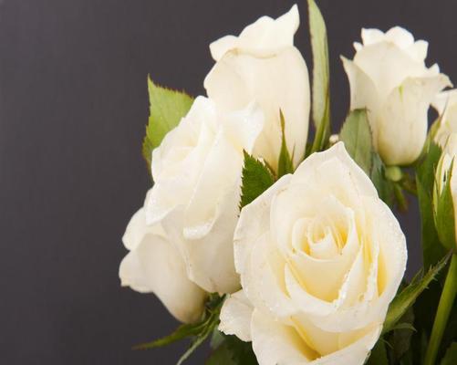 白色桔梗花的花语是什么？白色桔梗花代表了什么含义？
