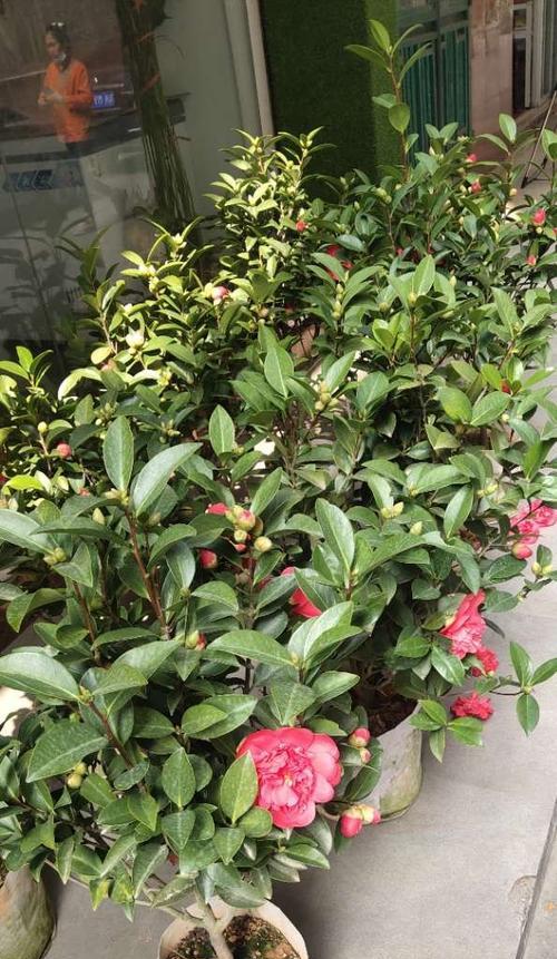 茶花喜阴还是喜阳光？如何正确养护茶花？