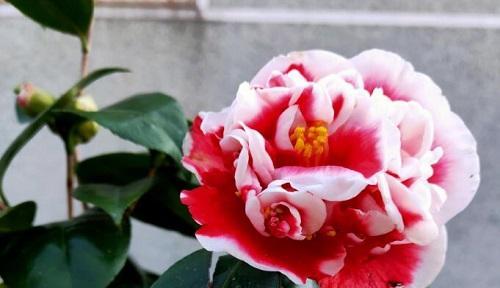 茶花喜阴还是喜阳光？如何正确养护茶花？