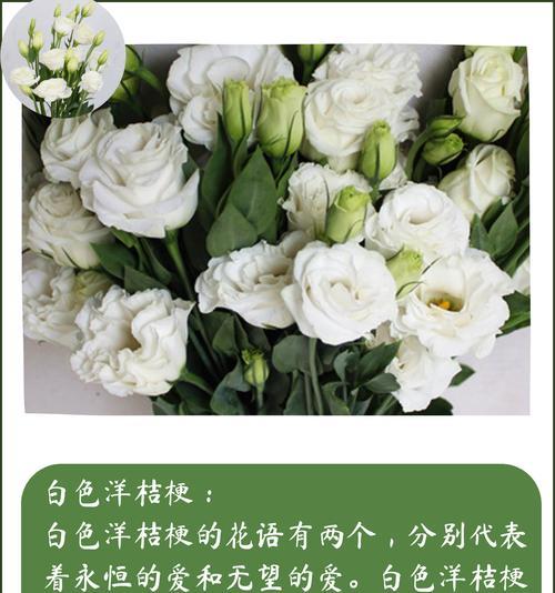 白色桔梗花代表什么？白色桔梗花的寓意和象征是什么？