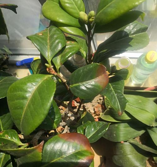 茶花夏季掉叶怎么回事？叶子脱落是什么原因？