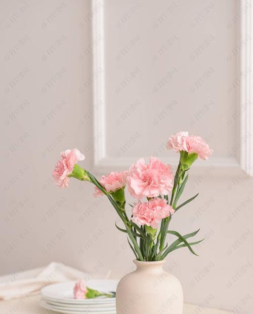 白色康乃馨代表什么含义？送花时应注意哪些事项？
