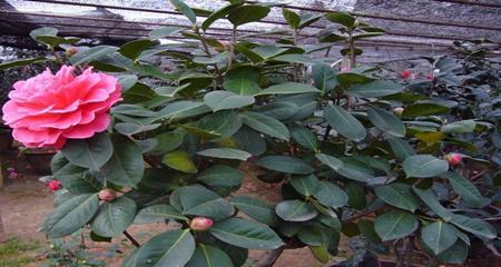 夏季养护茶花需要注意什么？如何确保茶花健康生长？