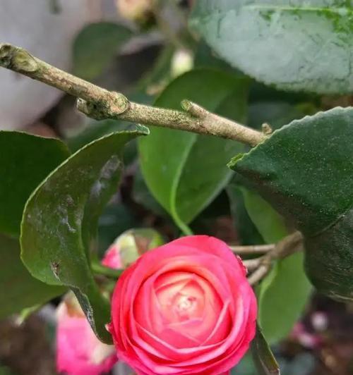 夏季养护茶花需要注意什么？如何确保茶花健康生长？