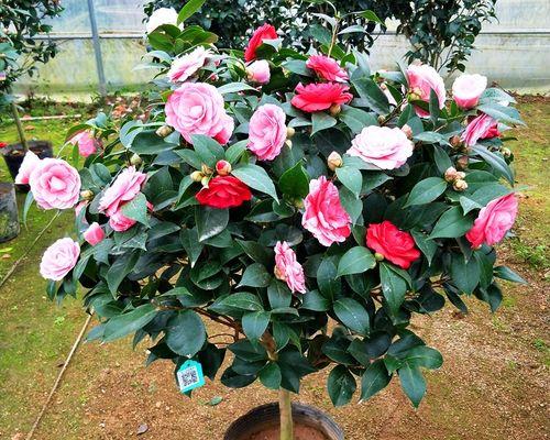 茶花香妃一年开几次花？如何确保其开花频率？