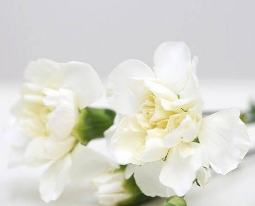 白色康乃馨代表什么？花语和寓意有哪些常见疑问解答？