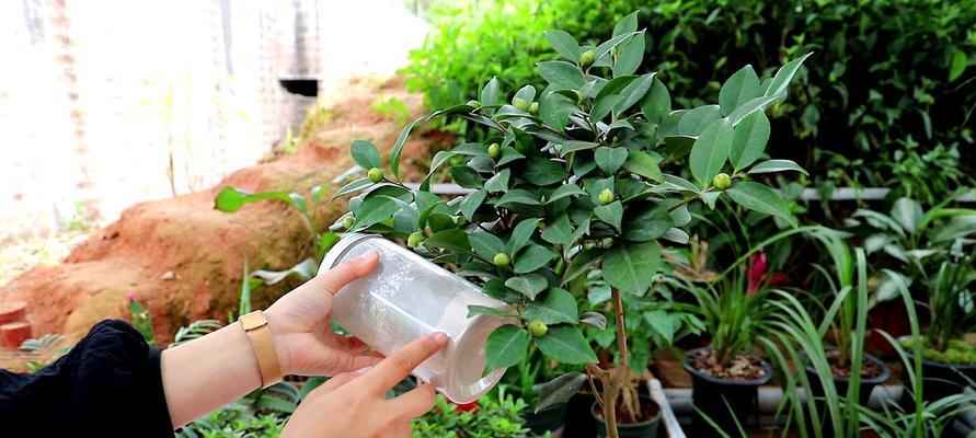 茶花需要剪枝吗？如何修剪打顶才能让花朵更多？