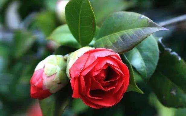 茶花需要剪枝吗？如何修剪打顶才能让花朵更多？