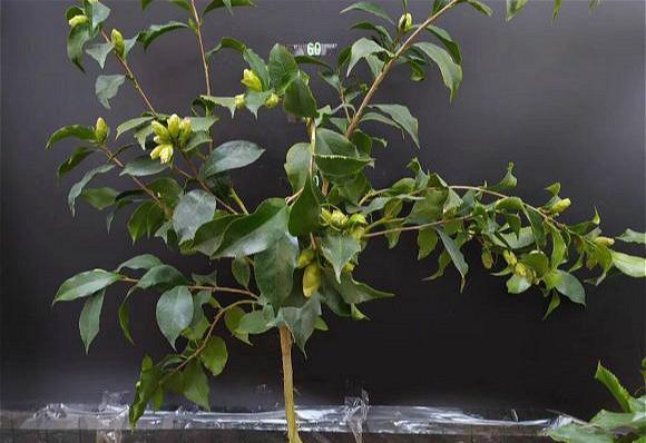茶花需要剪枝吗？如何修剪打顶才能让花朵更多？