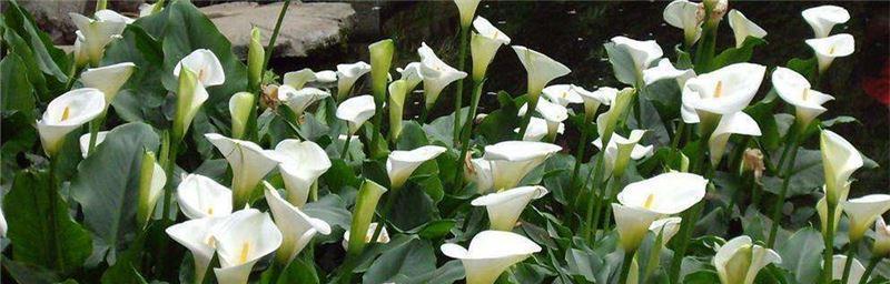 白色马蹄莲代表什么含义？白色马蹄莲花语有哪些常见误解？
