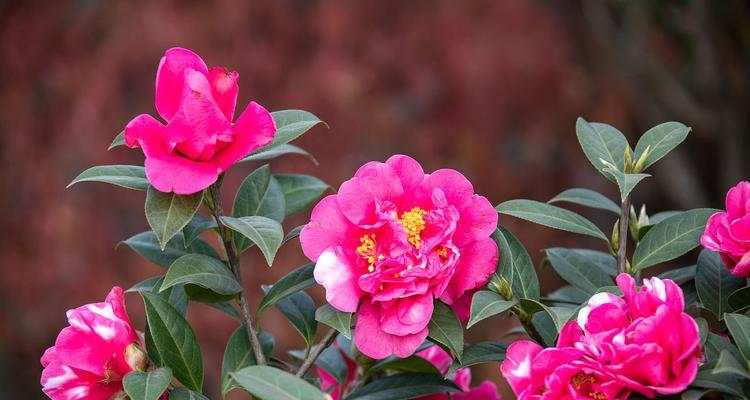 茶花多久开花？花期持续多久？