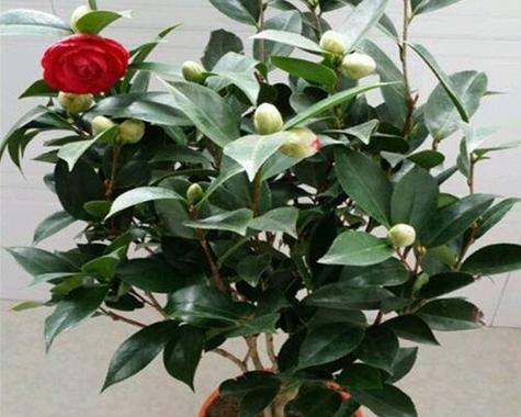 茶花多久开花？花期持续多久？