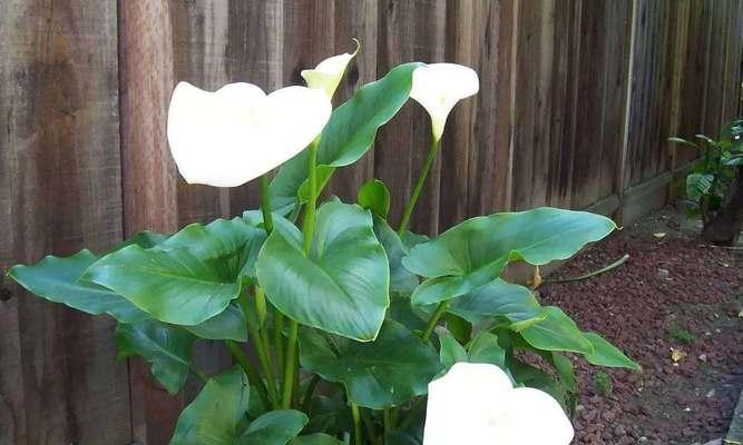 白色马蹄莲代表什么含义？白色马蹄莲花语有哪些常见误解？