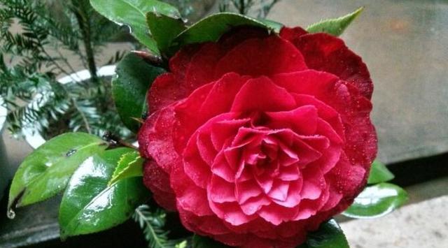 茶花多久开花？花期持续多久？