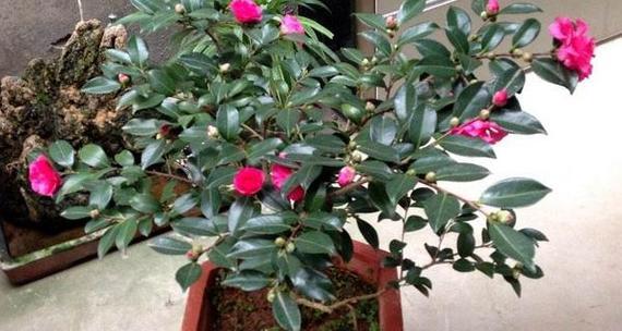 茶花养用大盆还是小盆？如何选择合适的花盆尺寸？