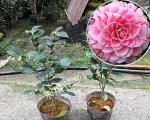 茶花养用大盆还是小盆？如何选择合适的花盆尺寸？