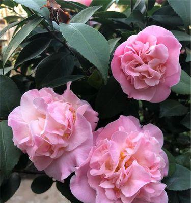 茶花需要多久浇一次水？如何正确浇水？