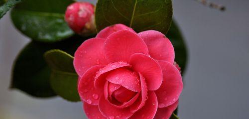茶花需要多久浇一次水？如何正确浇水？