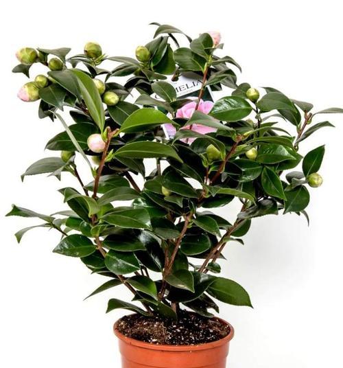 茶花需要多久浇一次水？如何正确浇水？