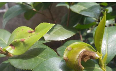 茶花叶尖发黑是什么原因？如何有效处理？