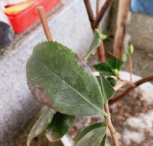茶花叶子发黑怎么办？如何有效预防和处理？