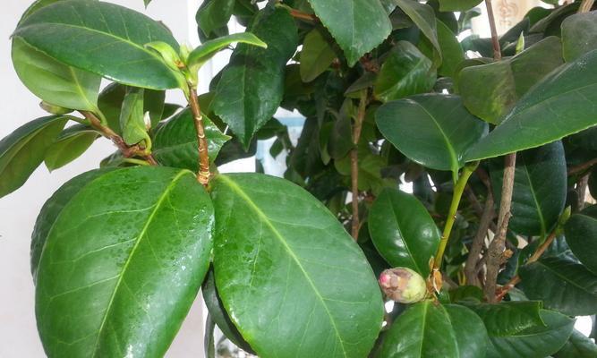 茶花叶子干枯怎么办？如何有效补救？