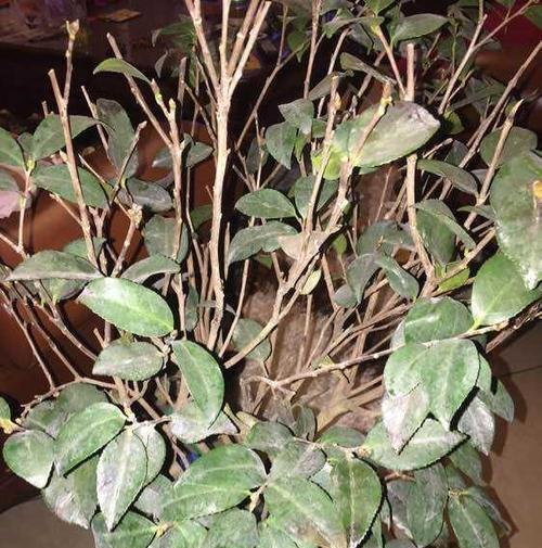 茶花叶子干枯怎么办？如何有效补救？