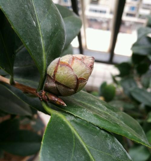 茶花叶子干枯了怎么办？如何有效拯救？