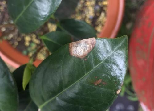 茶花叶子干枯了怎么办？如何有效拯救？