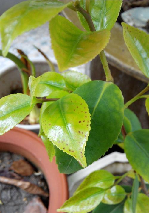茶花叶子干枯了怎么办？如何有效拯救？