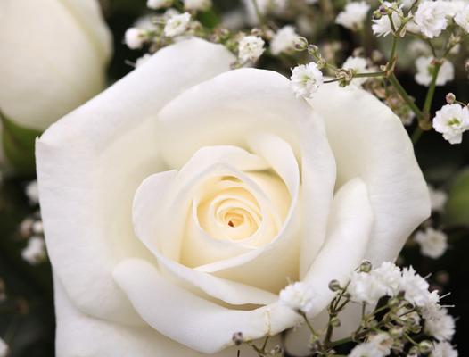 白色玫瑰花代表什么含义？送白色玫瑰花有什么讲究？