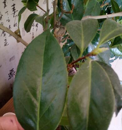 茶花叶子卷曲怎么办？找出原因并解决的方法是什么？